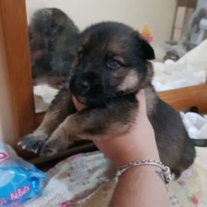 HERMANOS - 1 MES Y MEDIO