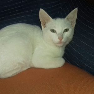 adoptar-mascota-adoptar-gato