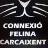 VALENCIA - CONNEXIÓ FELINA CARCAIXENT