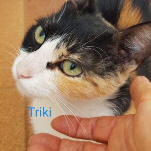 TRIKI