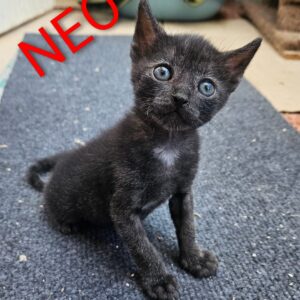 NEO