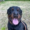 ZEUS - PONTEVEDRA