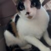 KITTY