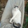 PITU