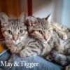 TIGGER y MAY