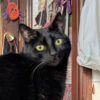 Jiji