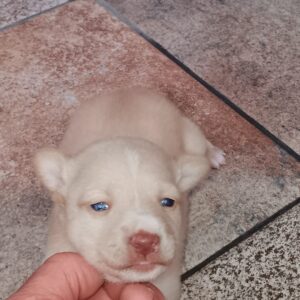 Cachorro