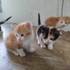 Gatetes