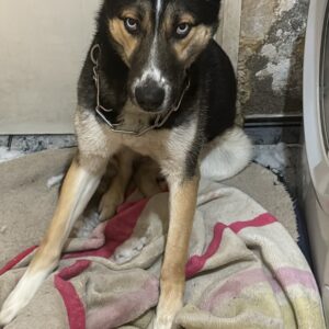 Kobu