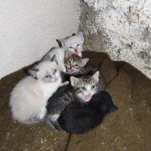 Gatitos