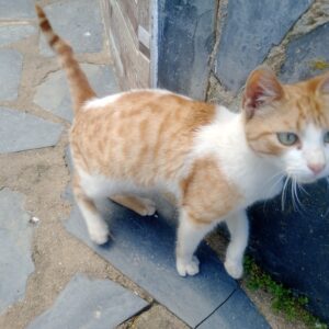 Gato callejero