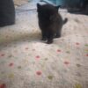 Gatitos