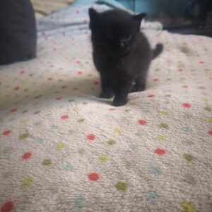 Gatitos