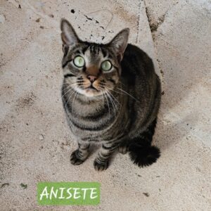 Anisete