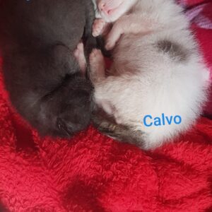 Kino y Calvo