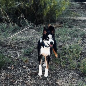 Zeus