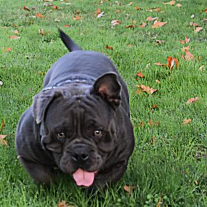 Tazz