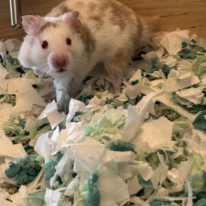 Alvin