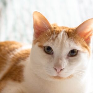 Tambor