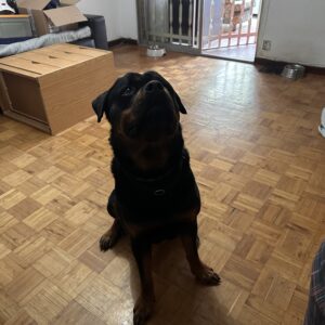Baco