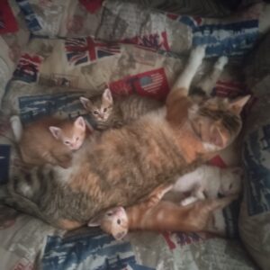 Gatitos