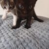 Gatitos