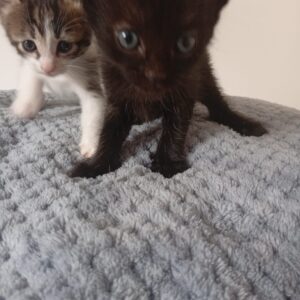 Gatitos