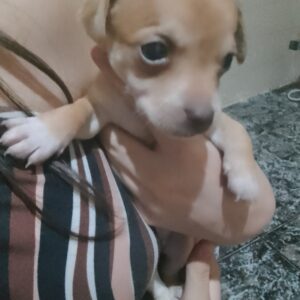 Teddy