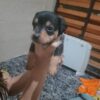 Duque