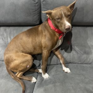 Tyson