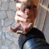 Cachorros