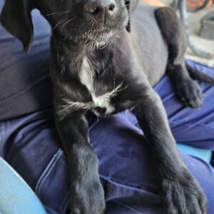 Cachorra