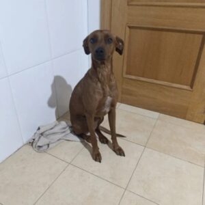 Canela