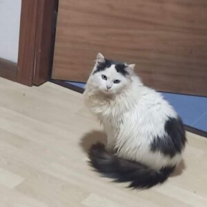 Yuki