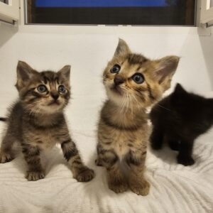 Gatitos