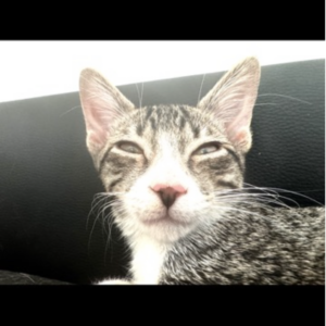 Tigreta