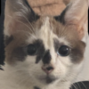 Tofu