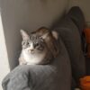 Cuki