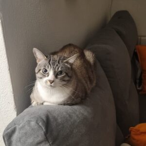 Cuki