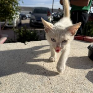 Gatito