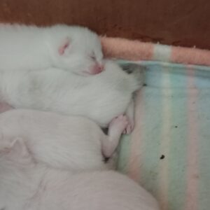 Gatitos