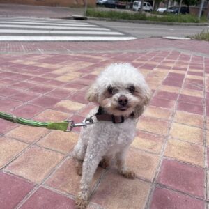 Princhi