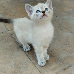 Gatitos