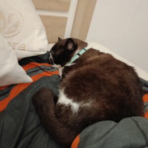Oreo