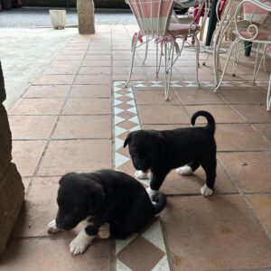 Cachorros