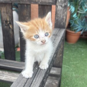 Gato