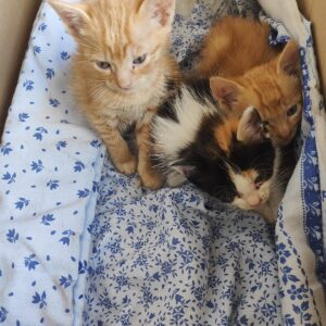 Tigre, Linda y Rubito