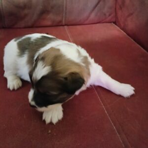 Bruno