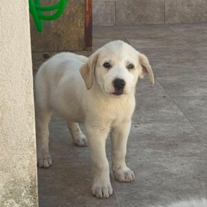 Osito y Algodón