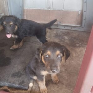 Cachorros